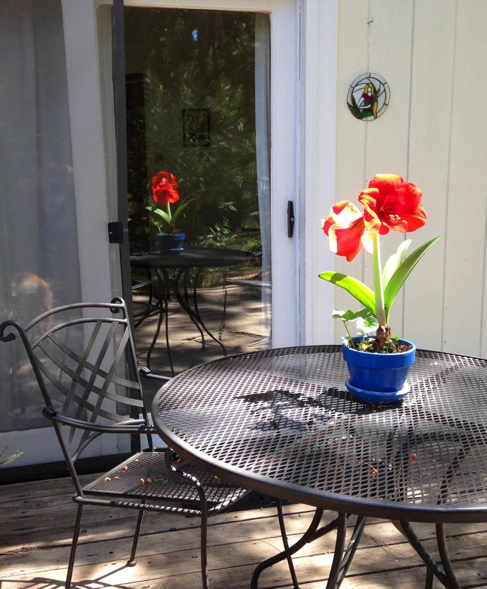 Bed and Breakfast Backyard Garden Oasis Middletown Exteriér fotografie